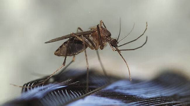 N.H. man dies of mosquito-borne illness